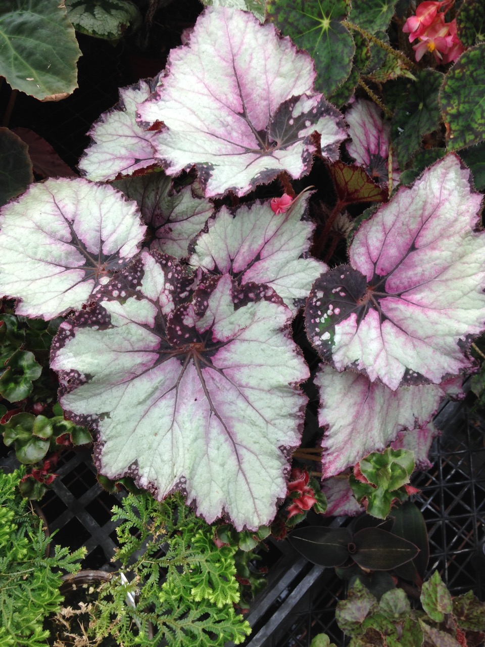 B. ‘Lalomie’